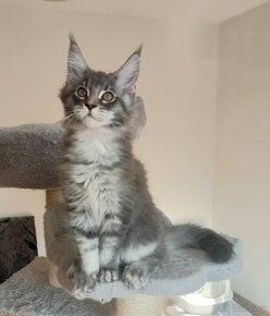 MAINE COON - Mainská mývalia s PP - mačička - 3