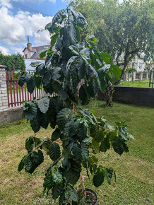 Prodám velký kávovník arabský (Coffea arabica) - 3