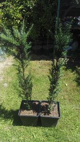 Tis červený-Taxus baccata - 3