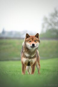 Nabídka kryti- Shiba inu s FCI PP - 3