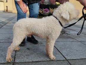 Lagotto Romagnolo s PP - 3