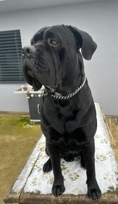 CANE CORSO štěňata - rezervace - 3