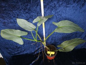 Philodendron hastatum Silver Sword - Silver Queen (stříbrný) - 3