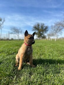 Belgický ovčák - Malinois - 3