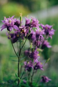 Orlicek  Aquilegia- modra, fialova, ruzova, bila barva kvetu - 3