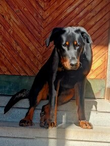 Štěňata Beaucerona - 3