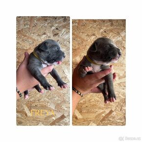 American Bully XL - 3