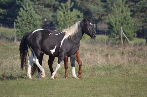 American Paint Horse - 3