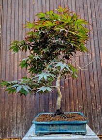 Bonsai, Bonsaj - Acer Palmatum 2 - 3