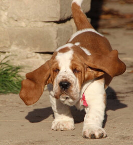 Basset Hound - štěňátka s PP - 3