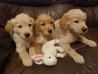 Zlatý retrívr, golden retriever - 3