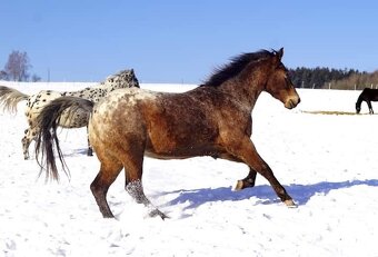 Foundation Appaloosa valášek - 3