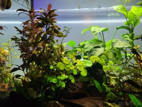 Akvarium 72l - 3