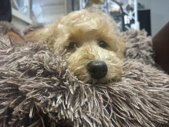 Cavapoo - 3