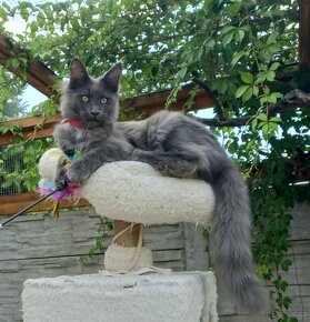 MAINE COON - mainská mývalia - mačička s PP - 3