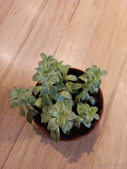 Sukulent graptopetalum - 3