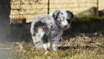 Border collie - štěňátka s PP po výstavních rodičích - 3