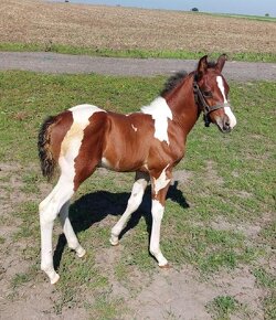 Prodám hřebce  american paint horse - 3