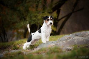 Štěňátka Jack Russel teriér s PP - 3