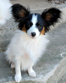 Papillon s PP - 3