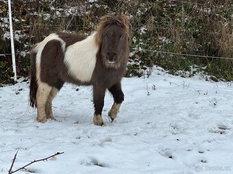 Minihorse - 3