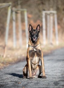 Belgický ovčák Malinois s PP - 3