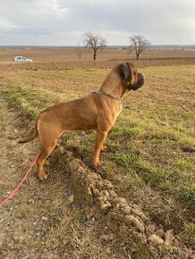 Štěňata Cane Corso - 3