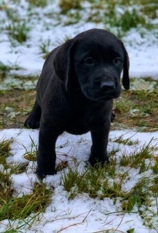 Labrador s PP, černá fenečka a chlapeček - 3