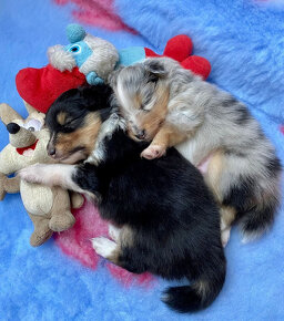 Šeltie/sheltie - Tricolor pejsek s PP - 3