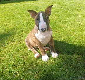 Miniaturny bulterier/Bullterrier/Bulterier - 3