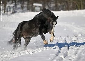 Připouštění Welsh cob - D - 3