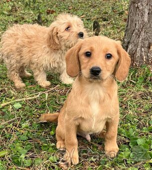 Labradoodle mini - 3