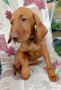 Štěňátka maďarský ohař krátkosrstý., vizsla - 3