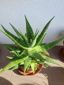 Aloe vera - 3