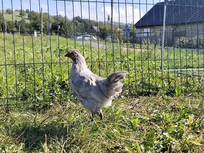 Araukana levandulová ( araukana lavender) - 3