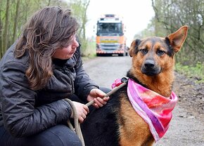 FIBI K ADOPCI - HODNÉ ZLATÍČKO, ZASLOUŽÍ SI MILUJÍCÍ RODINU - 3