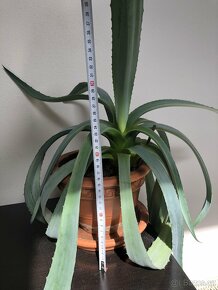 Aloe Vera 30 - 40 cm včetně květináče - 3