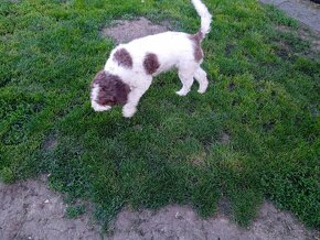 Lagotto Romagnolo - 3