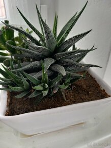 sukulent HAWORTHIA - 3