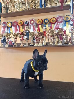 French bulldog/francouzsky buldoček - 3