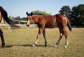 American quarter horse hřebeček - 3