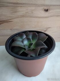 Echeveria mexicana - 3