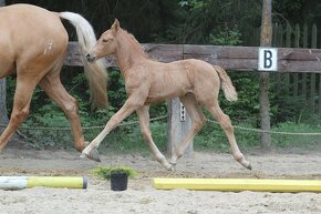 Nádherná palomino kobyla od nádherného Opoque - 3