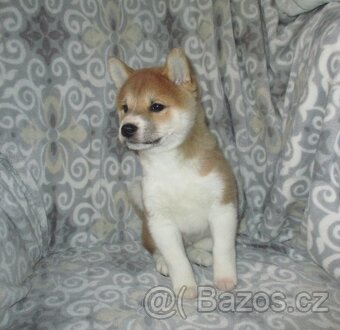 Shiba inu - 3