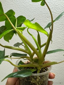 Philodendron pinnatilobum - 3