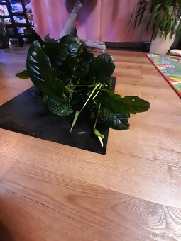 Anubias - 3