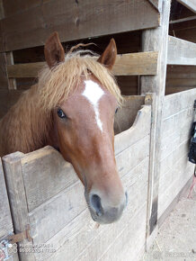 Prodám pony hřebečka ve sportovním typu - 3