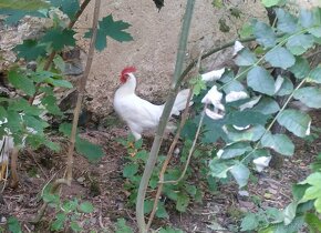 Kohout Leghorn - 3