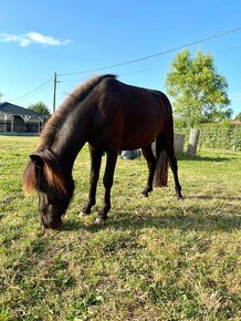 Shetland Pony - 3