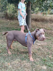 American Bully  s PP - 3